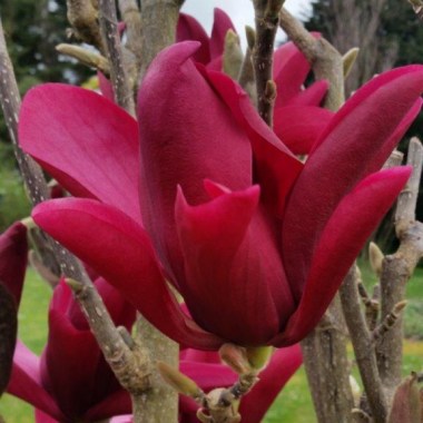 magnolia-burgundy-star (1)